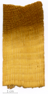 130_XT0139XX sezione trasversale