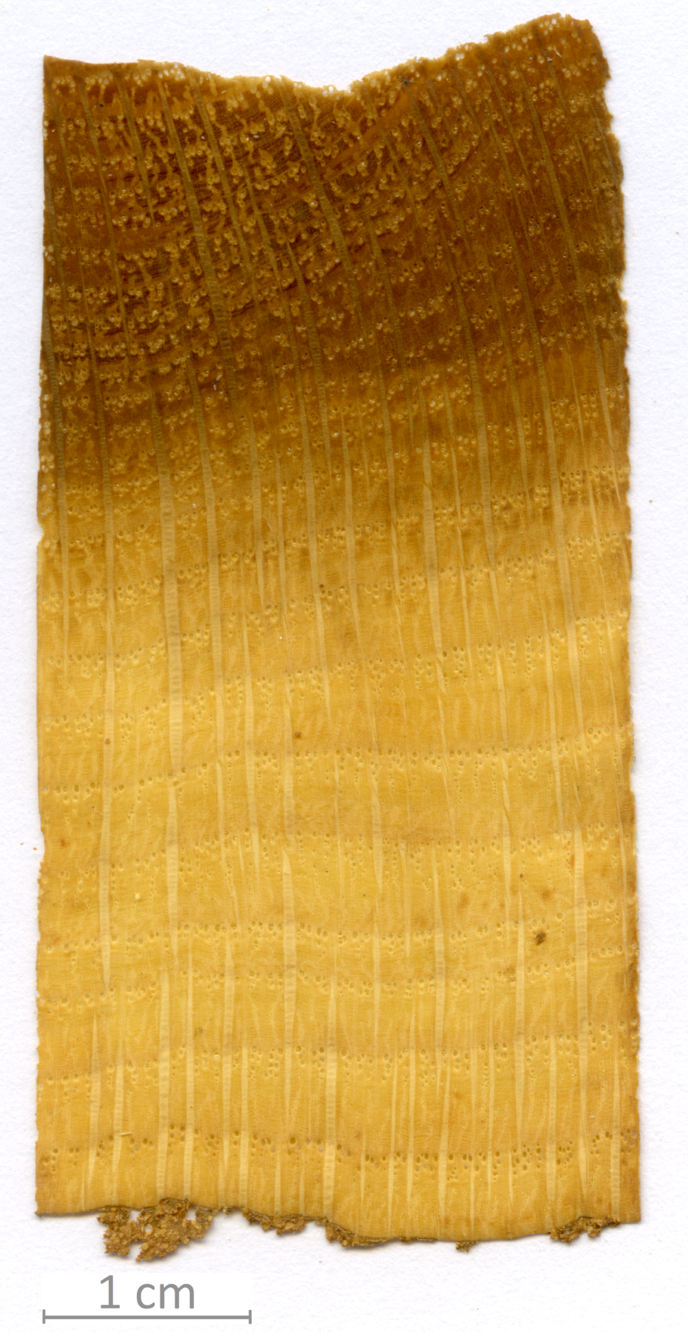 130_XT0139XX sezione trasversale