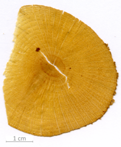 131_XT0127XX sezione trasversale