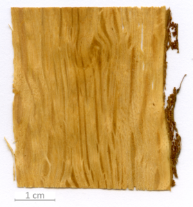 132_XT0113XX sezione longitudinale