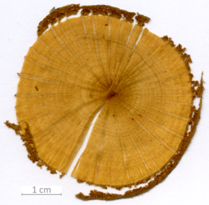 132_XT0113XX sezione trasversale