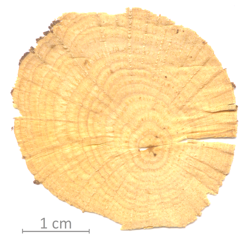 133_XT0113bisXX_trasv