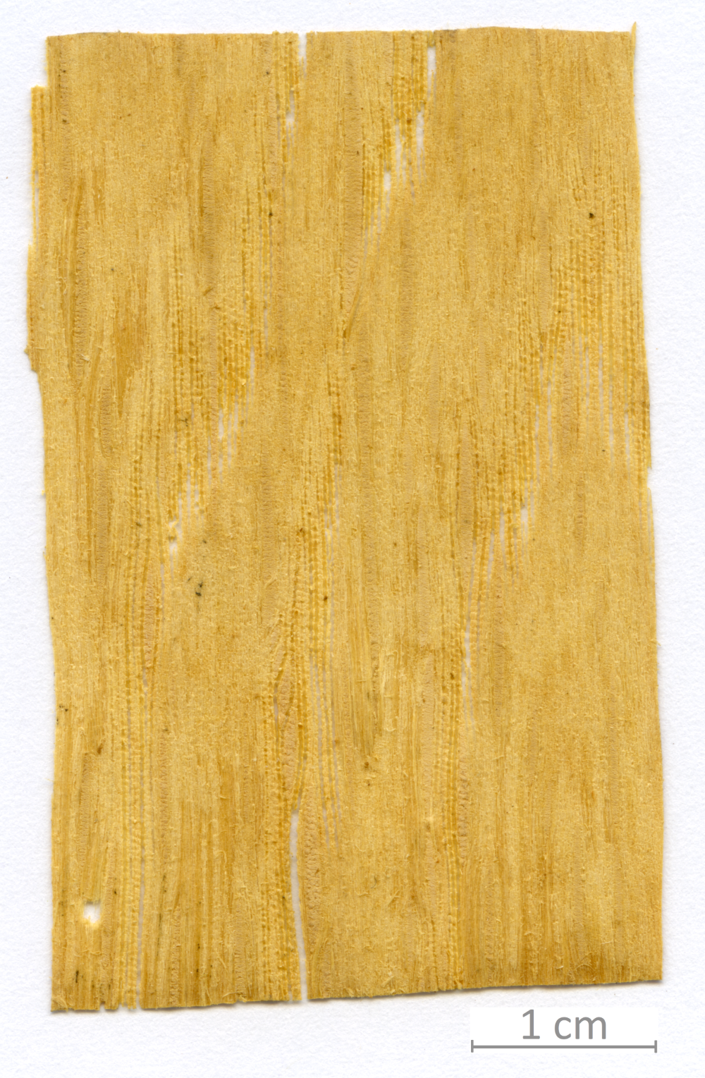 134_XT0138bisXX sezione longitudinale