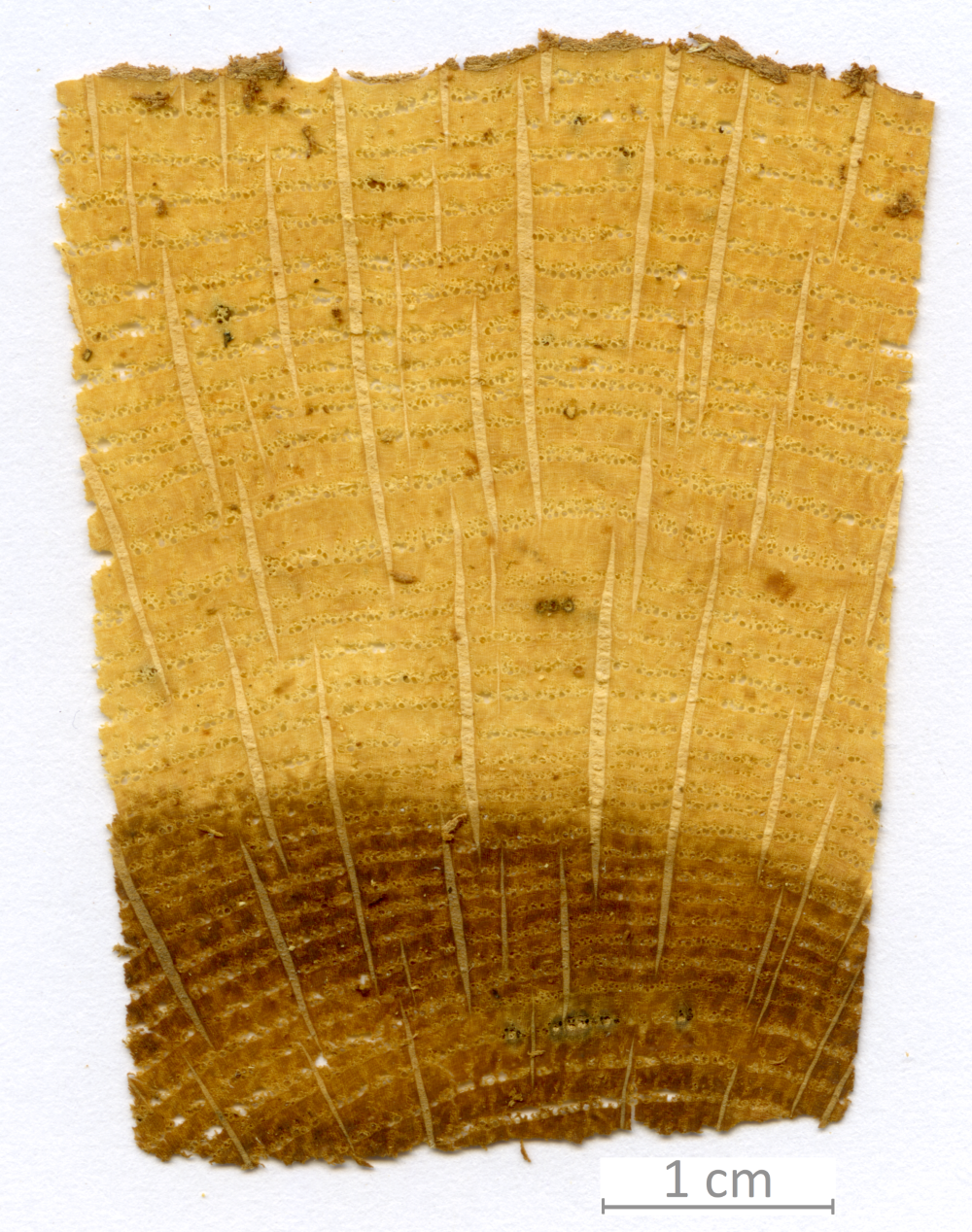 134_XT0138bisXX sezione trasversale