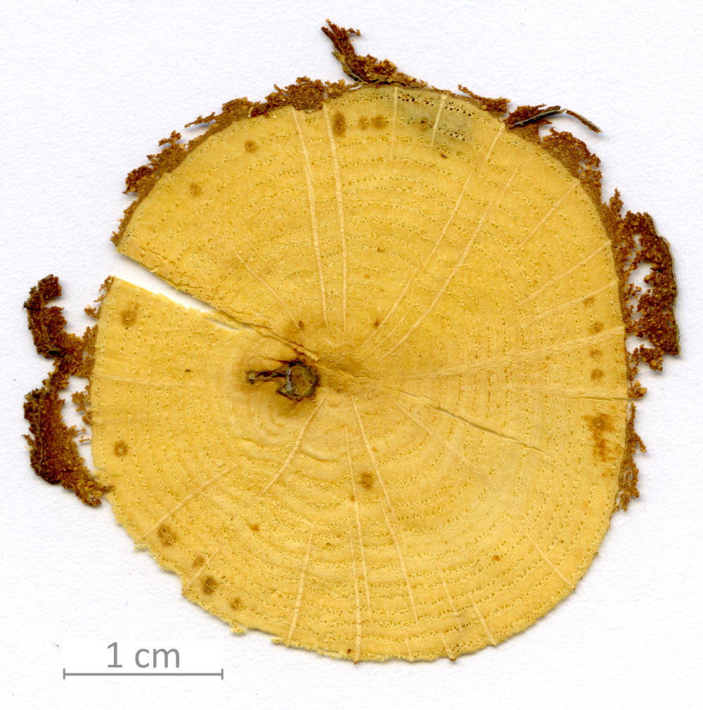 135_XT0126XX sezione trasversale