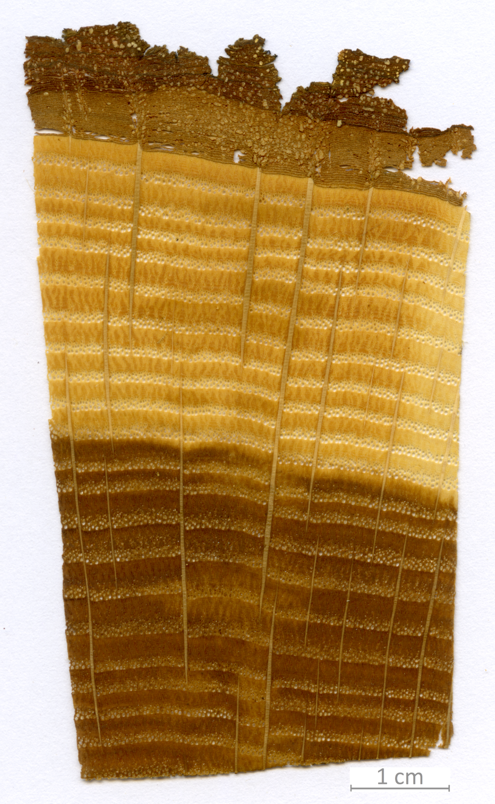 136_XT0138XX sezione trasversale