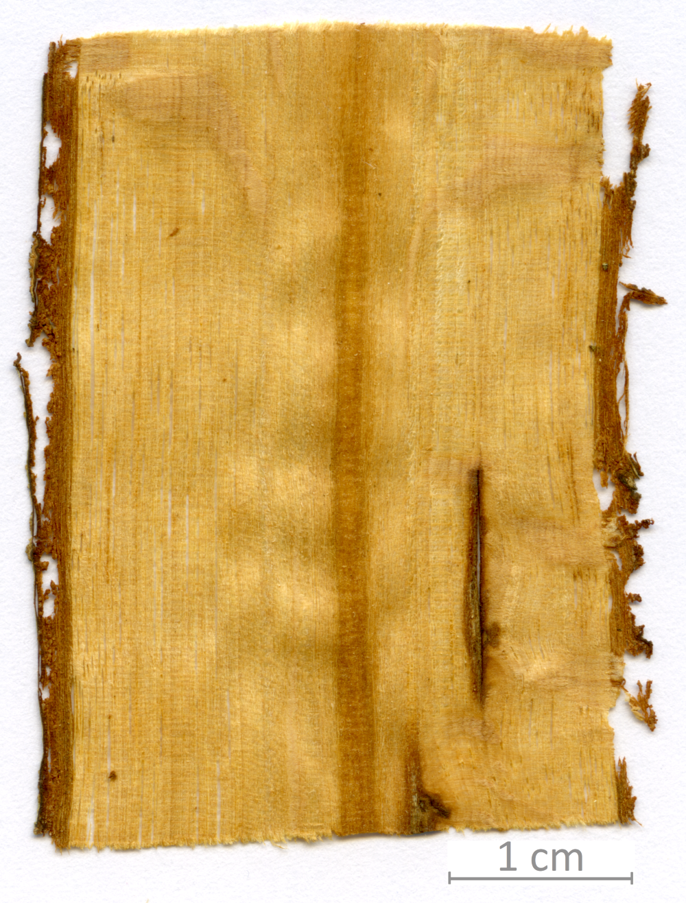 137_XT0024XX sezione longitudinale