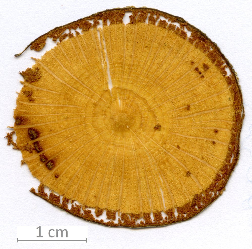 137_XT0024XX sezione trasversale