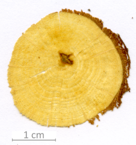 138_XT0084XX sezione trasversale