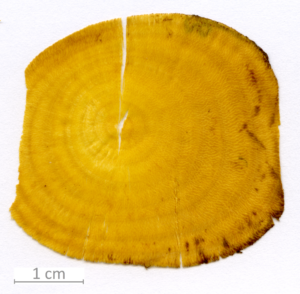 140_XT0050XX sezione trasversale