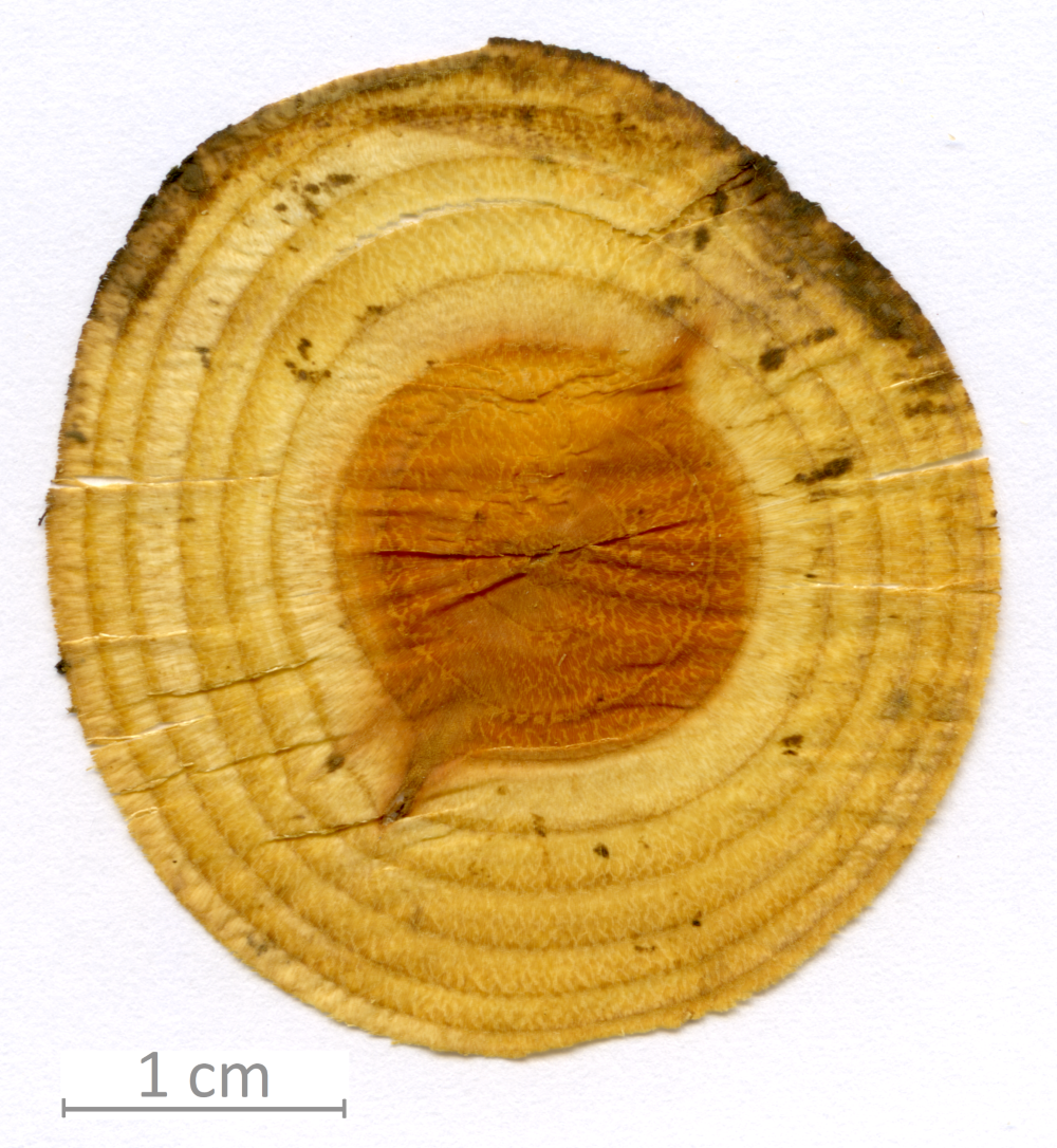 141_XT0068XX sezione trasversale