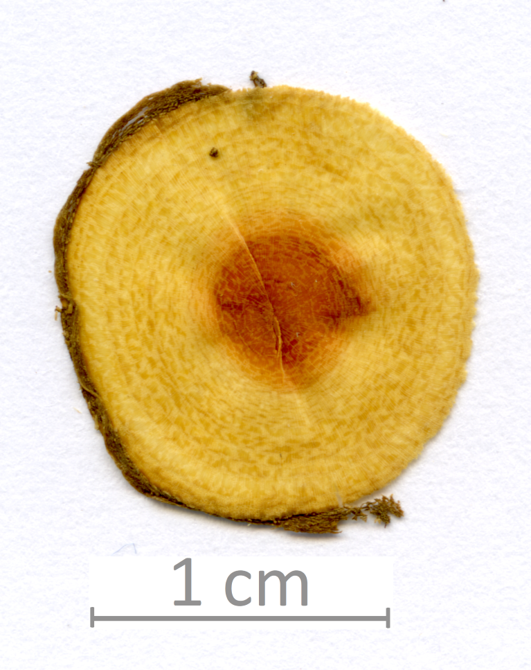 142_XT0038XX sezione trasversale