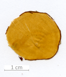 143_XT0008XX sezione trasversale