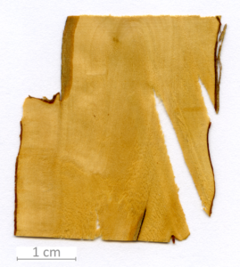 144_XT0008bisXX sezione longitudinale