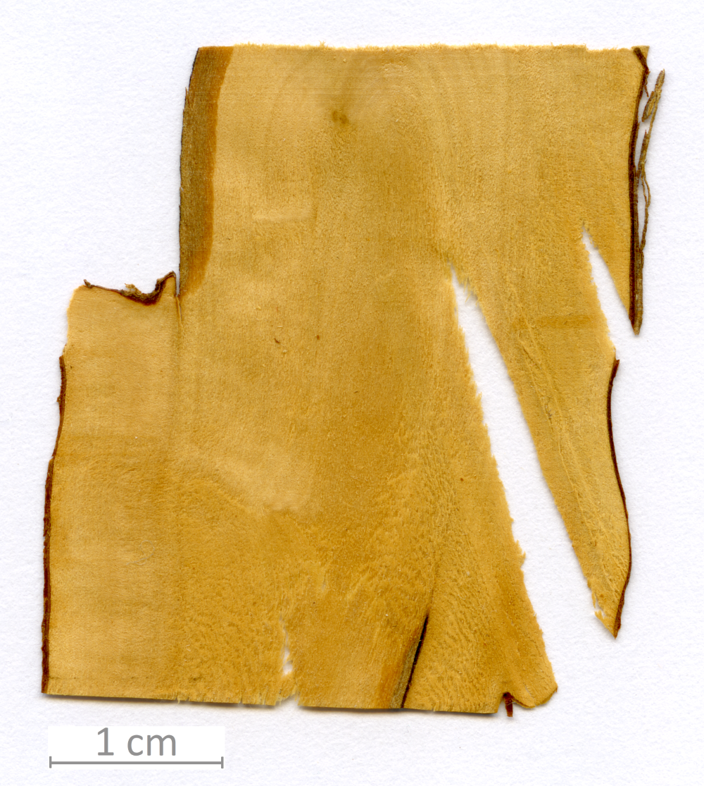 144_XT0008bisXX sezione longitudinale