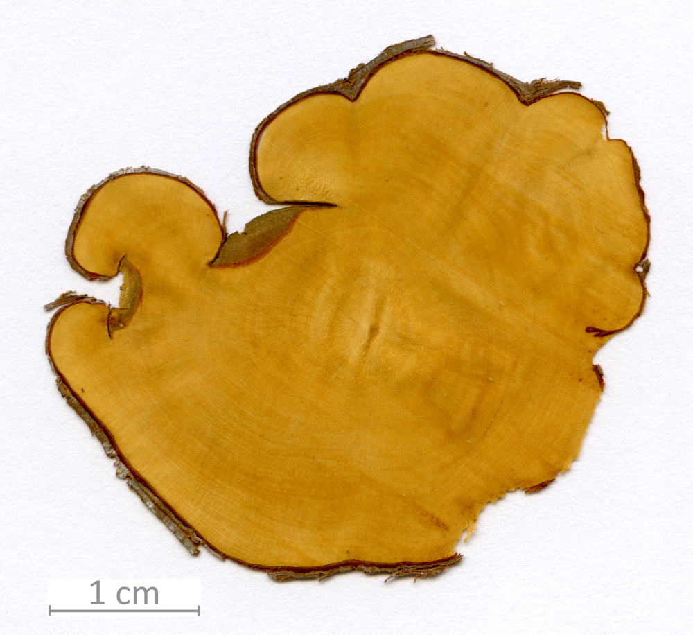 144_XT0008bisXX sezione trasversale