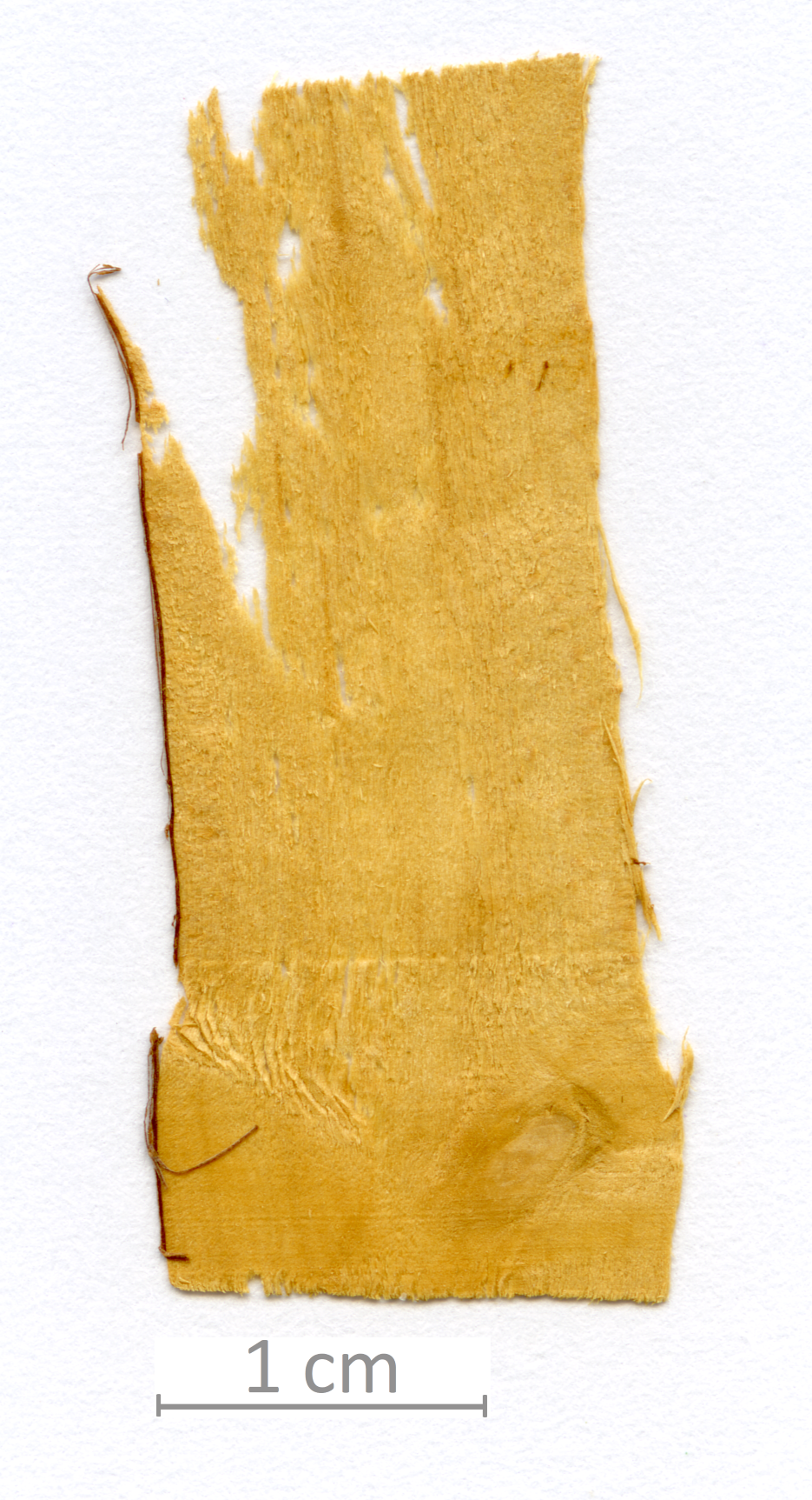 145_XT0007XX sezione longitudinale tangenziale