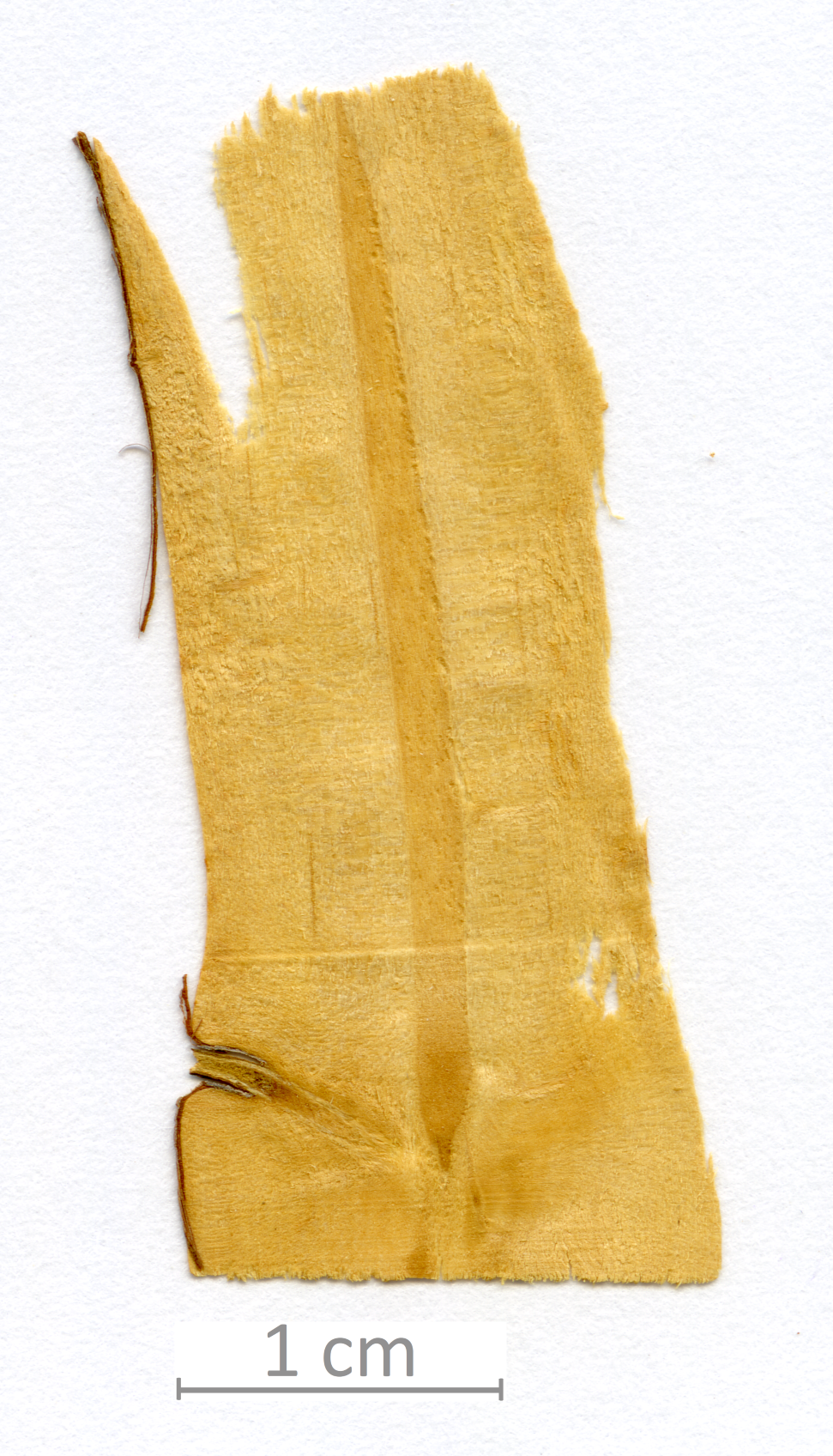 145_XT0007XX sezione longitudinale radiale