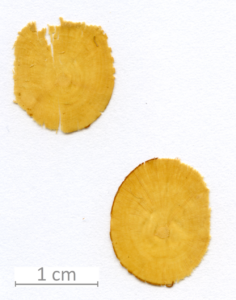 145_XT0007XX sezione trasversale