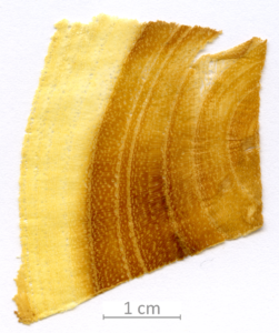 148_XT0096XX sezione trasversale