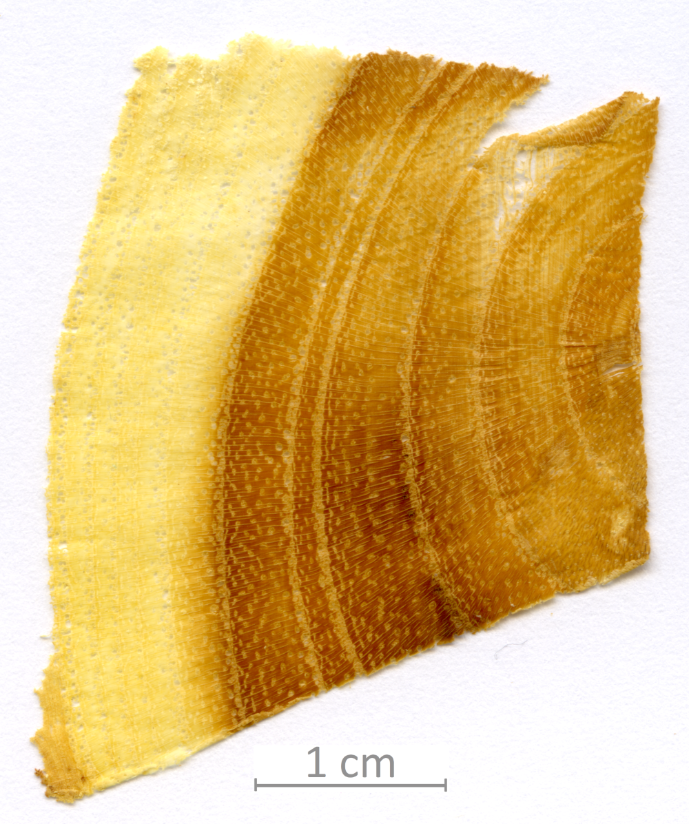 148_XT0096XX sezione trasversale