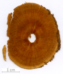 150_XT0048XX sezione trasversale