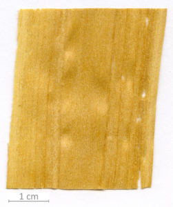 151_XT0101XX sezione longitudinale radiale