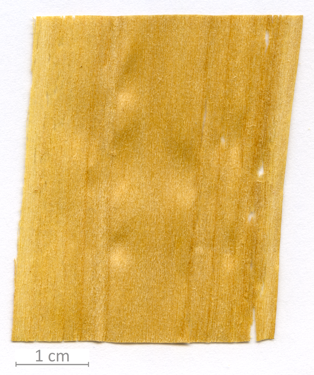 151_XT0101XX sezione longitudinale radiale