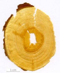 151_XT0101XX sezione trasversale