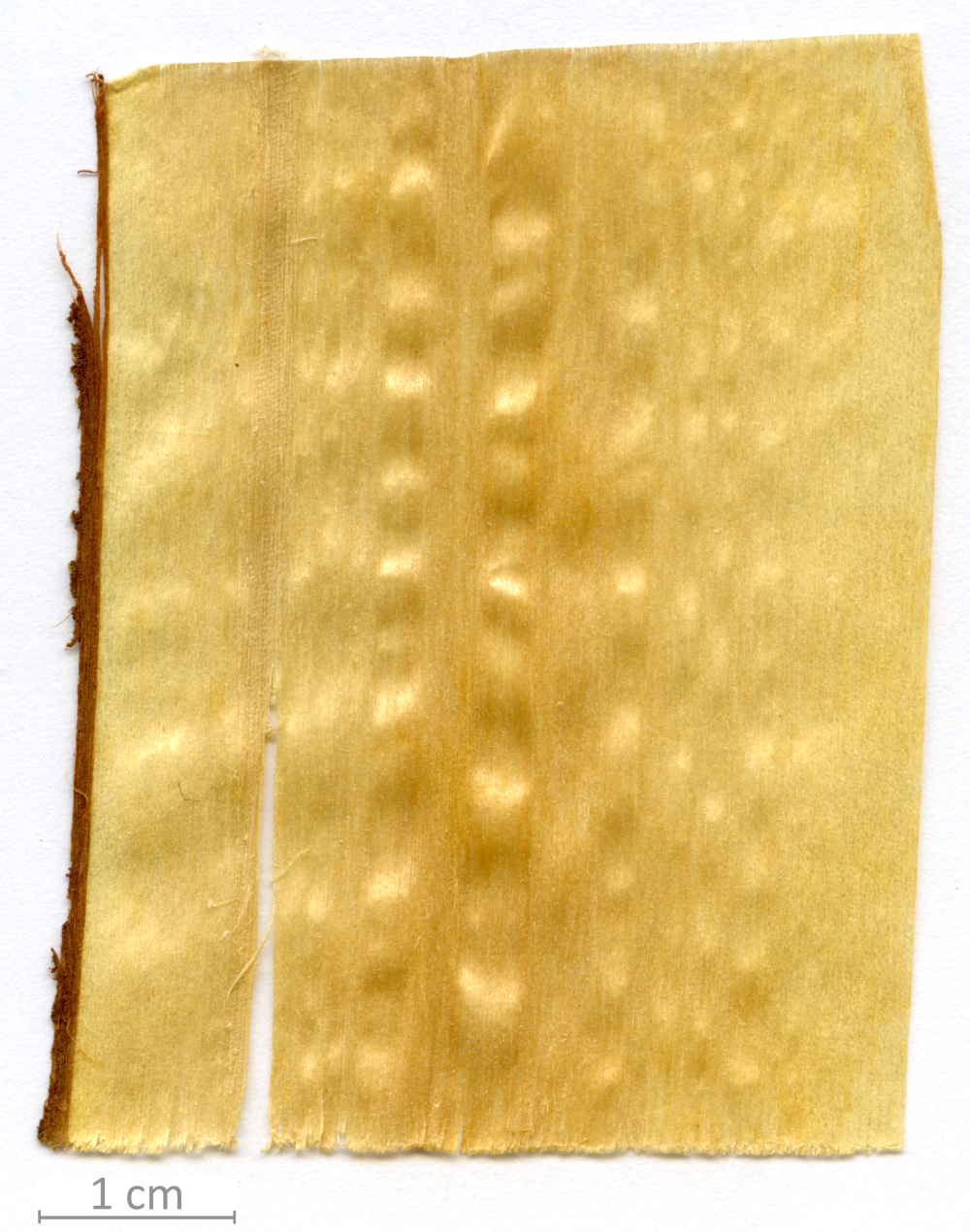 152_XT0001XX sezione longitudinale tangenziale