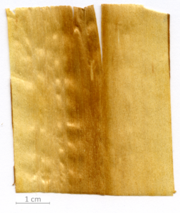 152_XT0001XX sezione longitudinale radiale