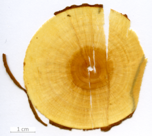 152_XT0001XX sezione trasversale