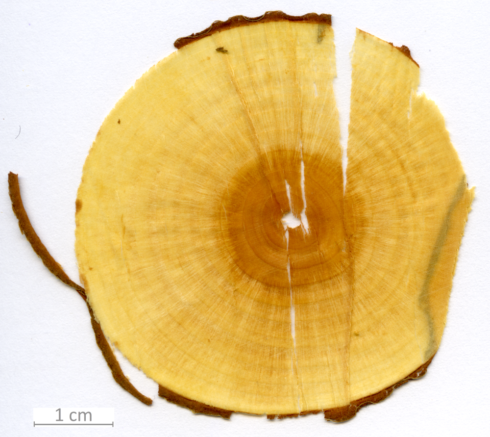 152_XT0001XX sezione trasversale