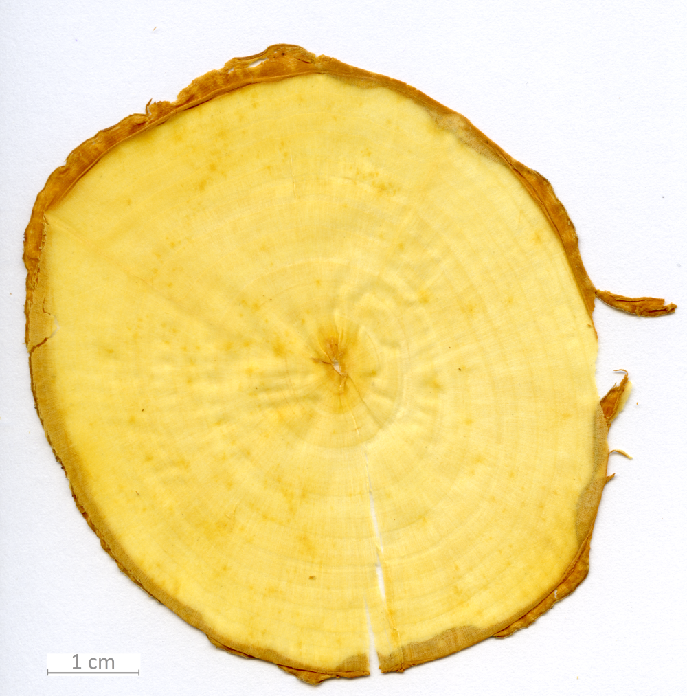 153_XT0047XX sezione trasversale