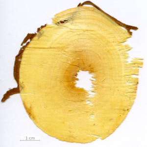 154_XT0081XX sezione trasversale