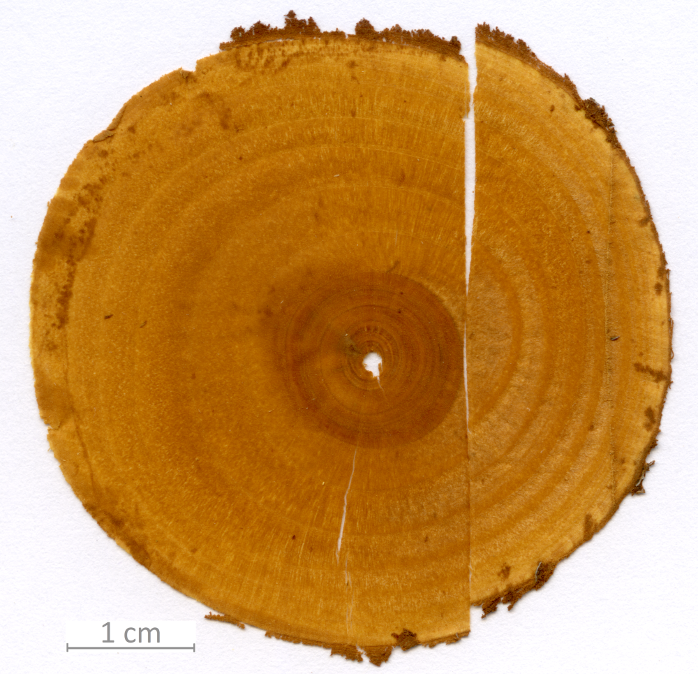 155_XT0123XX sezione trasversale