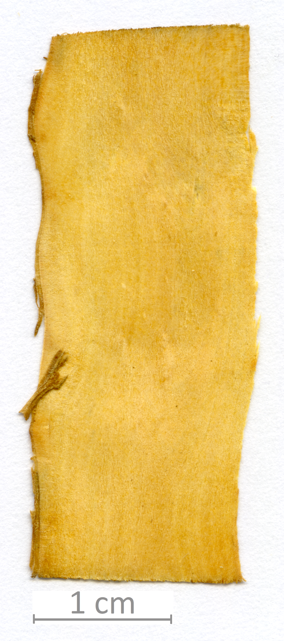 159_XT0059XX sezione longitudinale radiale