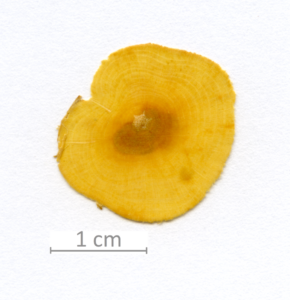 159_XT0059XX sezione trasversale