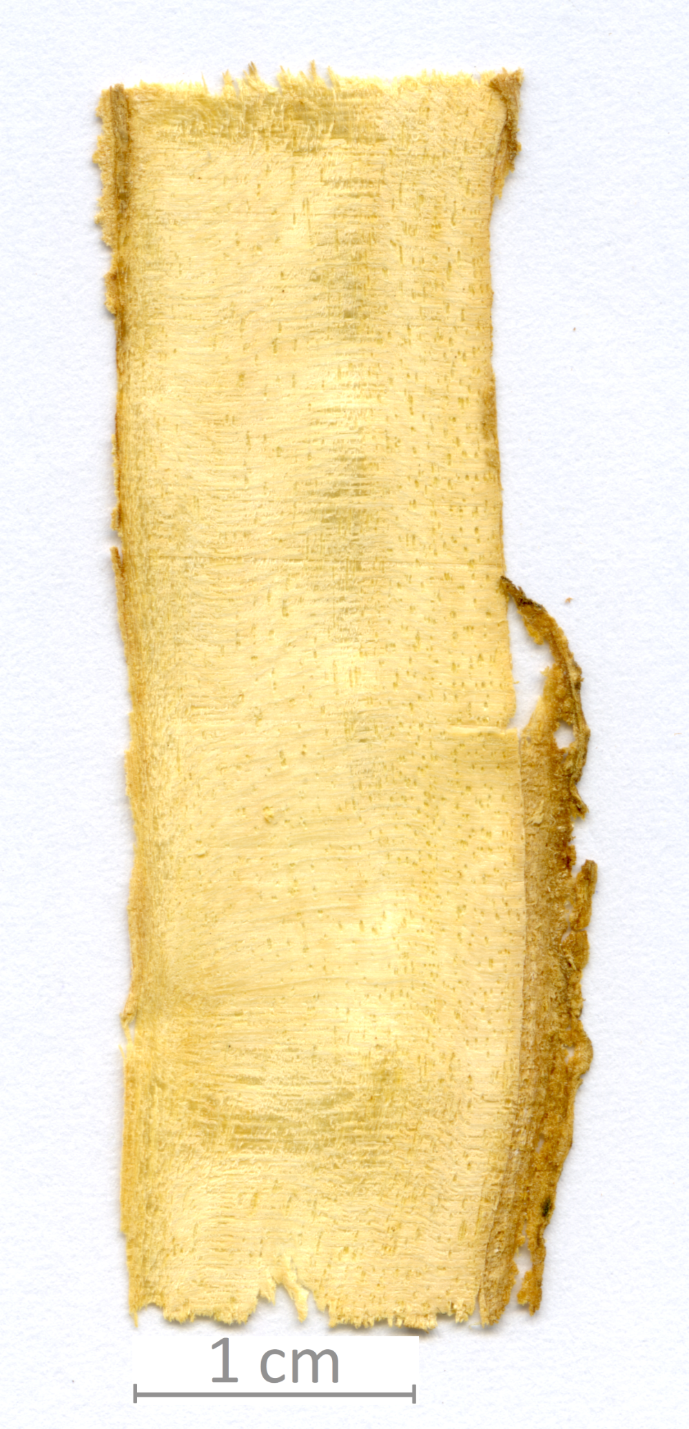 160_XT0057XX sezione longitudinale