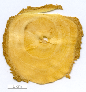 160_XT0057XX sezione trasversale