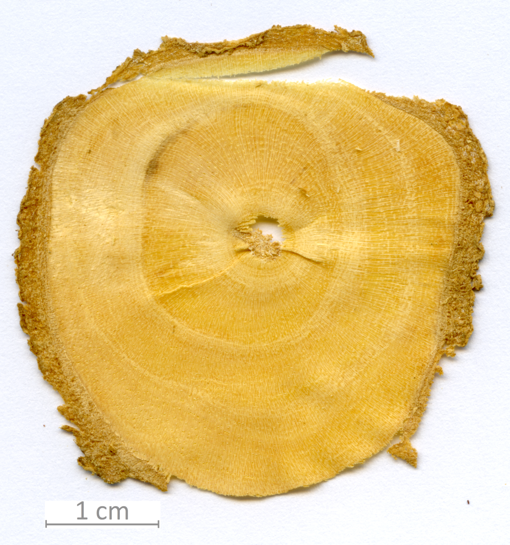 160_XT0057XX sezione trasversale