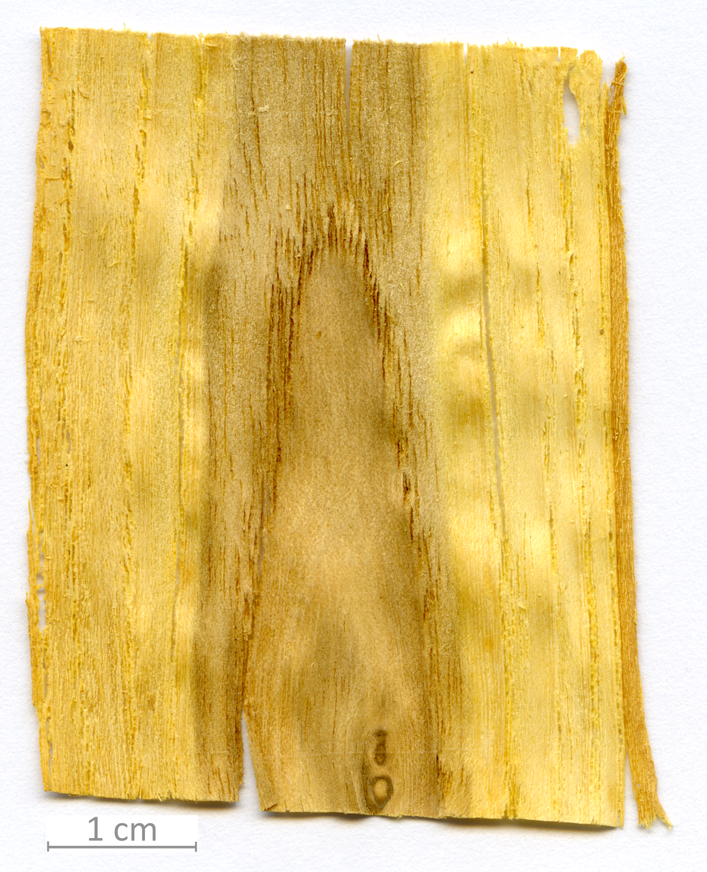 161_XT0163XX sezione longitudinale