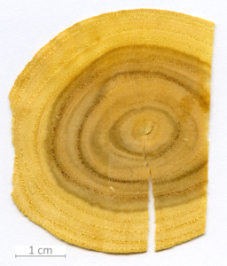 161_XT0163XX sezione trasversale