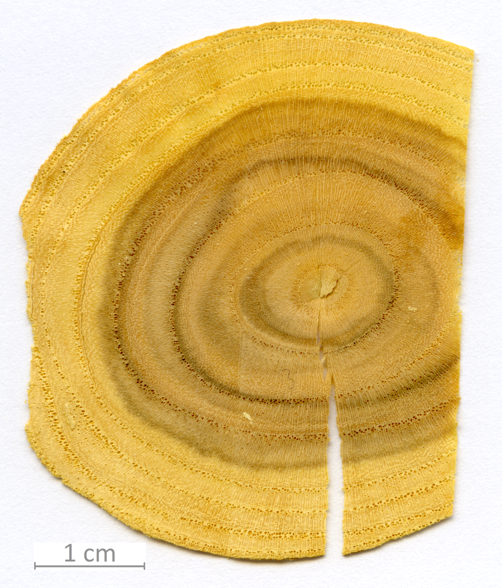 161_XT0163XX sezione trasversale