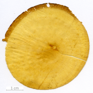 162_XT0089XX sezione trasversale