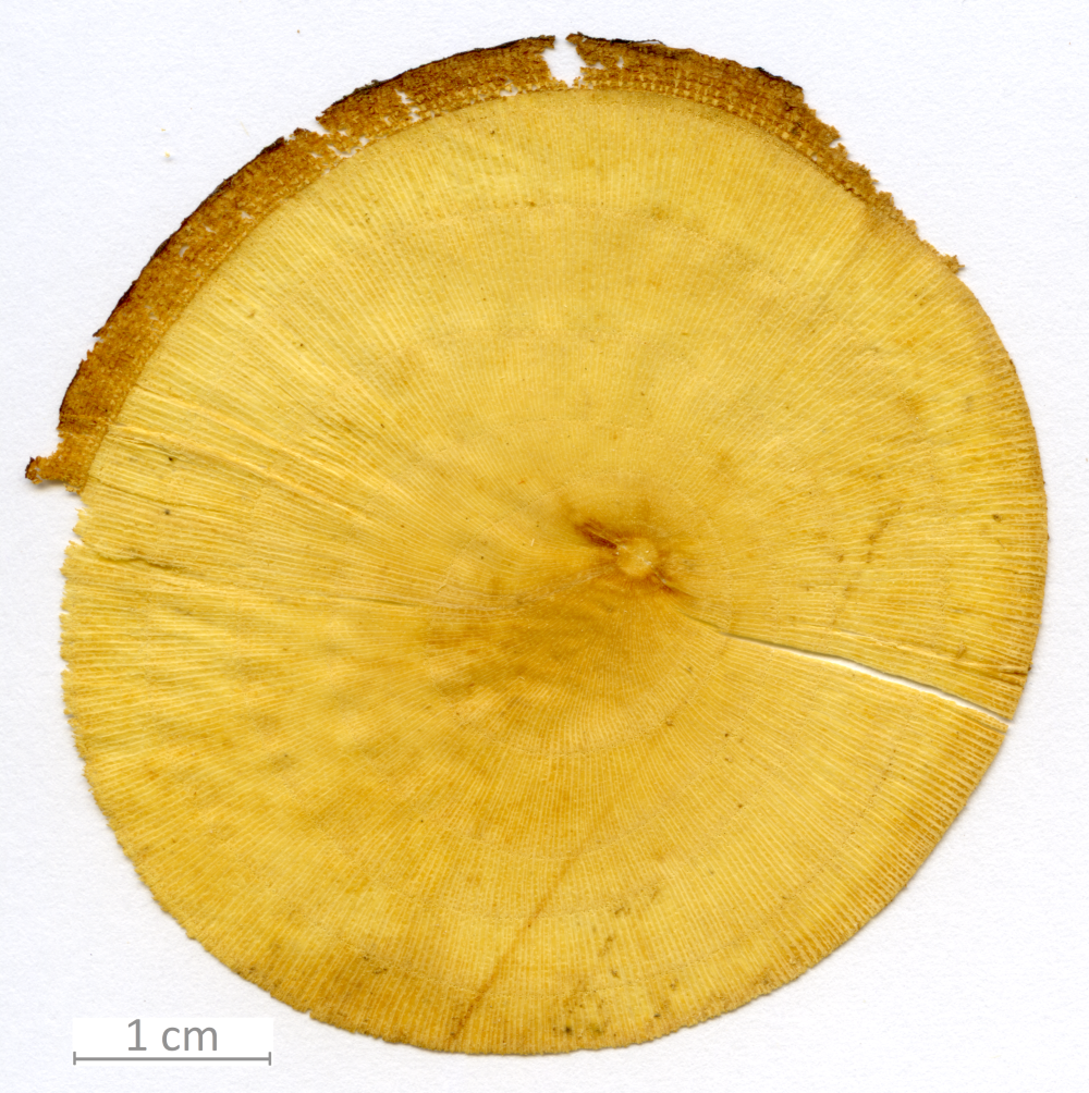 162_XT0089XX sezione trasversale