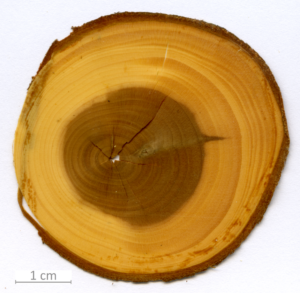 163_XT0131XX sezione trasversale