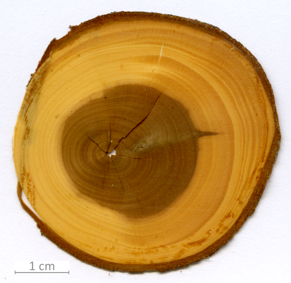 163_XT0131XX sezione trasversale