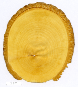 166_XT0148XX sezione trasversale