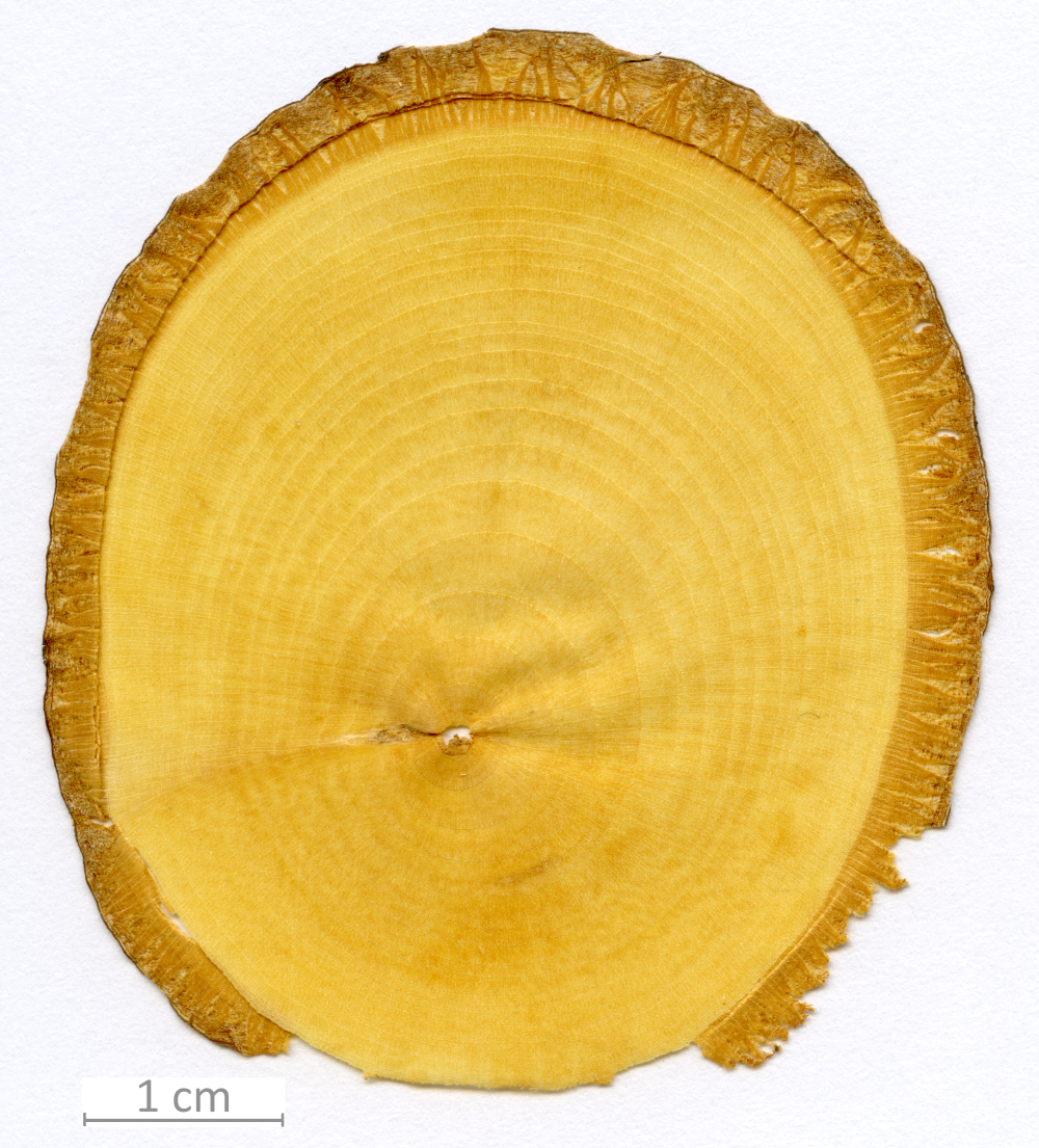 166_XT0148XX sezione trasversale